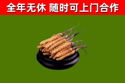 拱墅区烟酒回收冬虫夏草.jpg